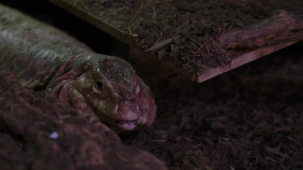 Tegu lizard close up in the dirt alt
