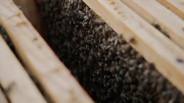 Many Bees in a Wooden Beehive in an Apiary: Look Inside, Close Up.