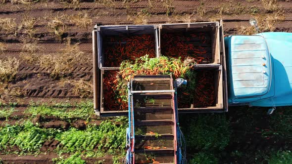 Carrot Harvest in the Countryside alt