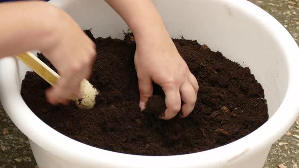Female Hands Stir the Ground in a Pot