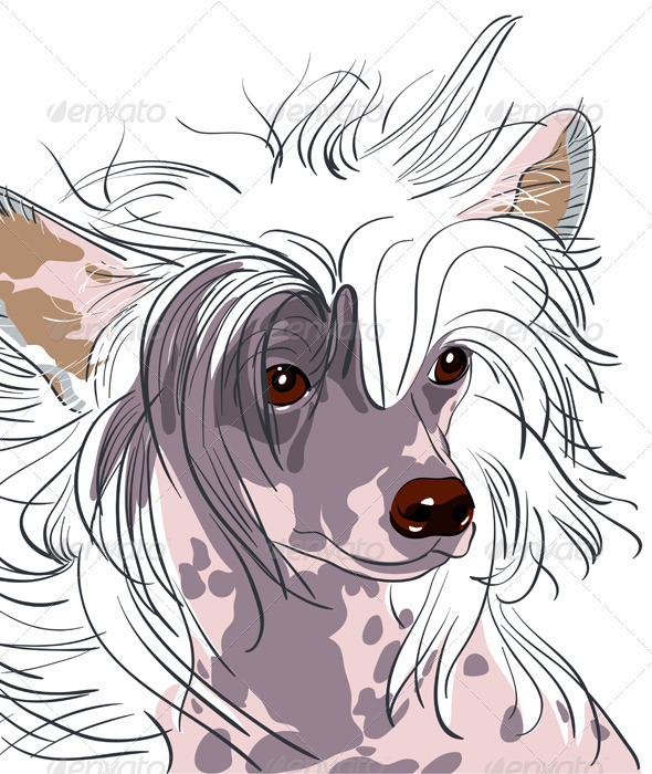 Vector dog Chinese Crested breed - Animals Characters