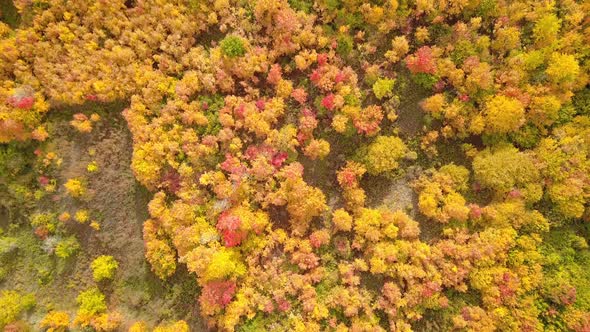 Autumn Tree Leaves Nature