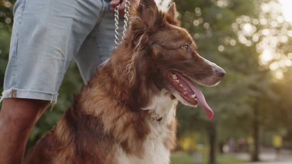 Close Up of Border Collie Dog with Her Owner on Walk in Park