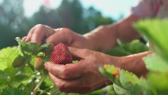 Farmer's hands picking organic strawberries from the bush close-up