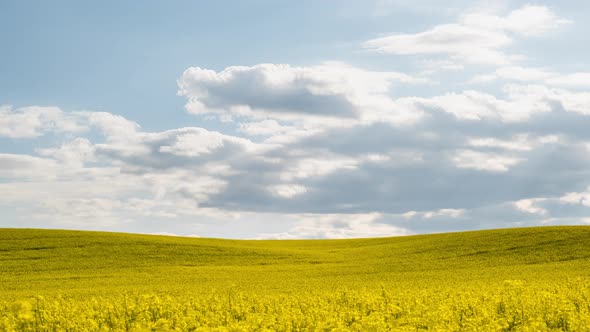 Time Lapse Canola Field. Rapeseed Field in Bright Sunshine and Moving Clouds, Timelapse