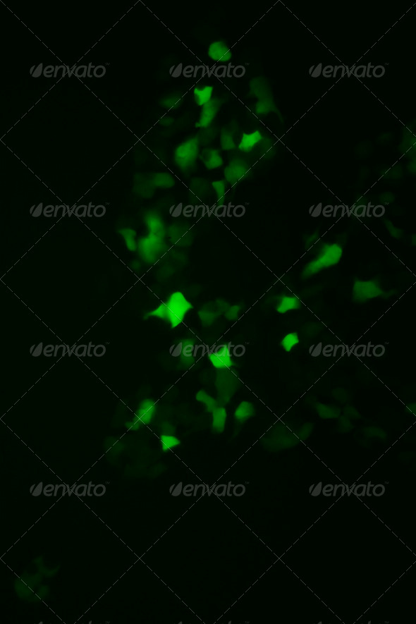 Tissue culture cells expressing GFP - Stock Photo - Images