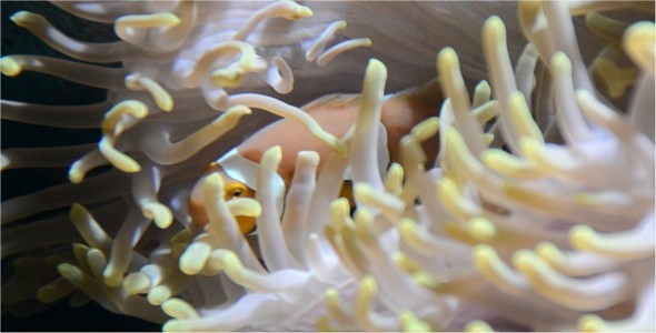 Underwater World 29 alt