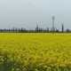 Field of Yellow Flowers in Italy with Clouded Sky - VideoHive Item for Sale