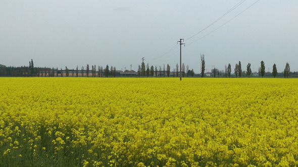 Field of Yellow Flowers in Italy with Clouded Sky