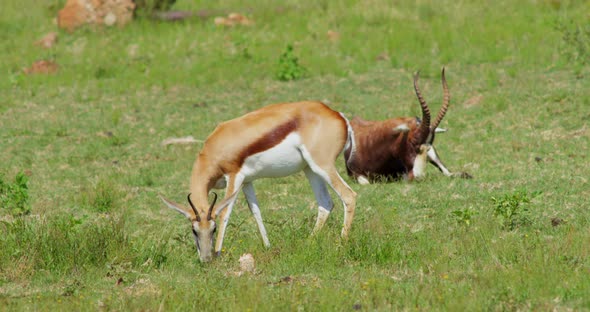 African Wildlife Bontebok Antelope and Dorcas Gazelle Feeding on Grass alt