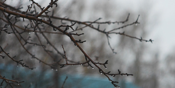 Branch Of A Tree In Rainy Weather