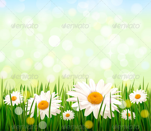 Green Grass and Daisy Background - Flowers & Plants Nature