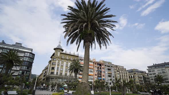 Huge exotic palm tree in downtown San Sebastian, Spain. Gimbal orbit shot alt