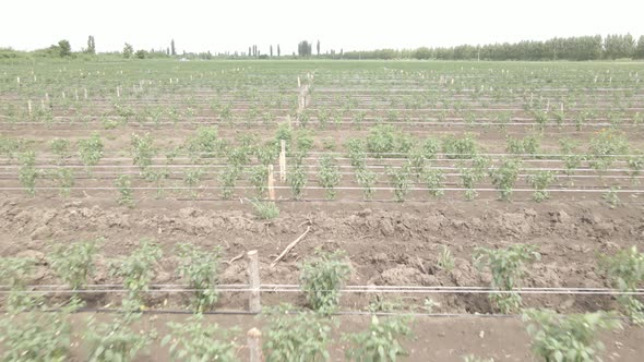 Aerial drone view flight over different agricultural fields sown in Samegrelo, Georgia alt