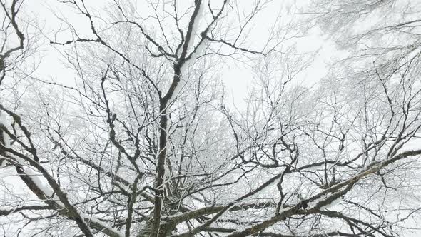 Birch Tree Branches in Snow Camera Rotation
