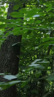 Vertical Video of Summer Forest By Day alt