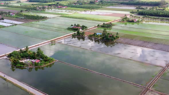 Panoramic landscape aerial view over rice paddy field. Asian malaysian farming