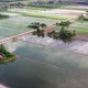 Panoramic landscape aerial view over rice paddy field. Asian malaysian farming - VideoHive Item for Sale