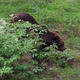 Brown bear (Ursus arctos) in the forest - VideoHive Item for Sale