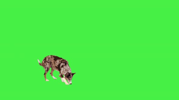 Border Collie Running and Searching for Food Pieces on a Green Screen Chroma Key