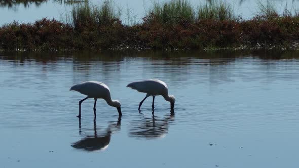 Royal spoonbill bird wading in shallow water and hunting prey in lake, panning shot alt
