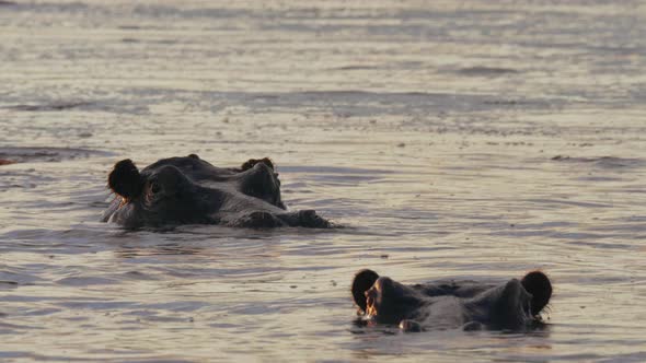 Hippos Swimming In The Cold Lake During Sunset In Bostwana - Close Up Shot alt