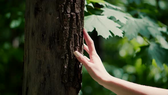 Girl Gently Touch Tree Bark. Woman Enjoying In Wood. Female Hand Strokes Bark Of Pine. alt