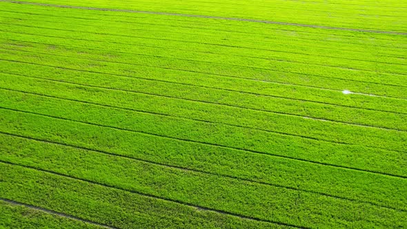 Drone flying over the beautiful rice field scenery. nature green pattern alt