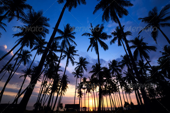 Palm Tree Sunset - Stock Photo - Images