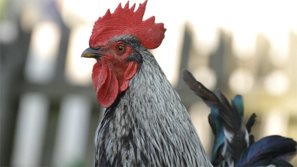 Portrait Rooster