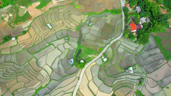 Aerial view of agriculture in rice fields for cultivation alt