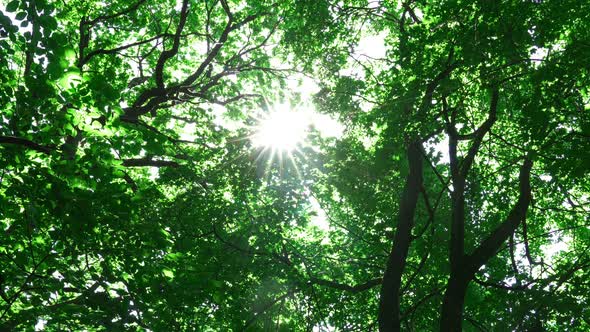 Sun Rays Among The Oak Branches In Springtime alt