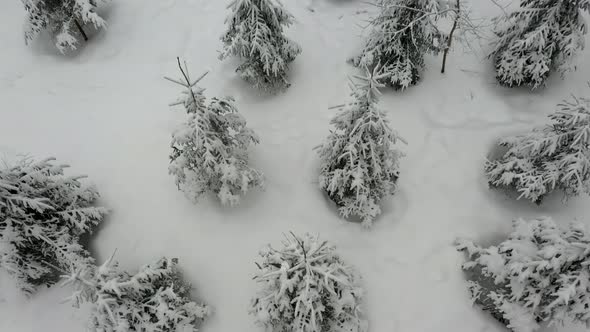 Flying above snow covered trees in winter forest. Shot from drone.