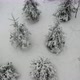 Flying above snow covered trees in winter forest. Shot from drone. - VideoHive Item for Sale