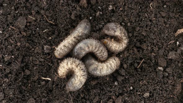 Melolontha Beetle Larvae May Beetle  Family Scarabaeidae alt