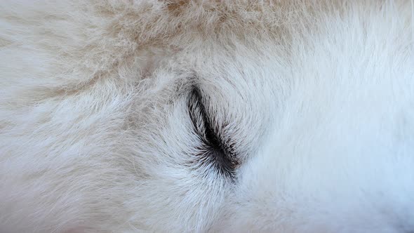 The white dog is sleeping. Eye of a sleeping Samoyed dog. Close-up.