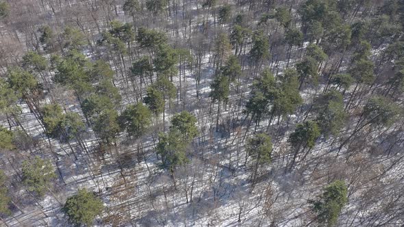 Winter scenery in coniferous woods from above 4K aerial footage alt