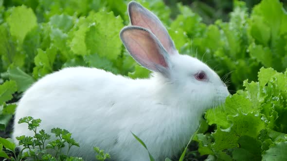 White rabbit in green grass, rabbit eating grass alt