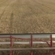 Large Combine Header Mows the Wheat - VideoHive Item for Sale