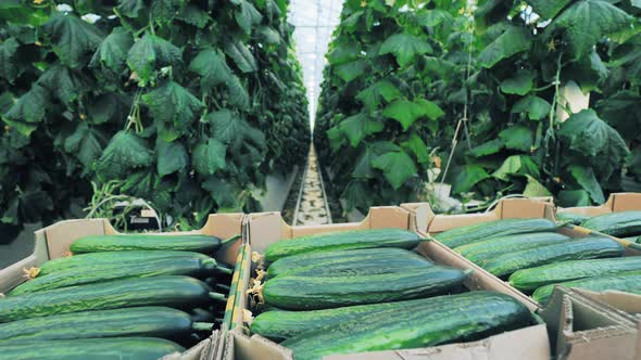 Agriculture, Farming, Food Production Concept. Cardboard Boxes with Cucumbers in Greenhouse alt