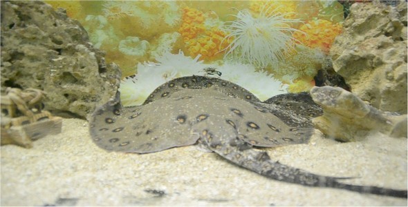 Underwater World 23 alt