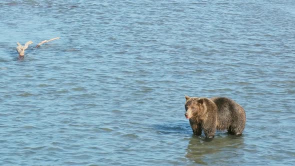 Brown Bear Hunts for Salmon alt