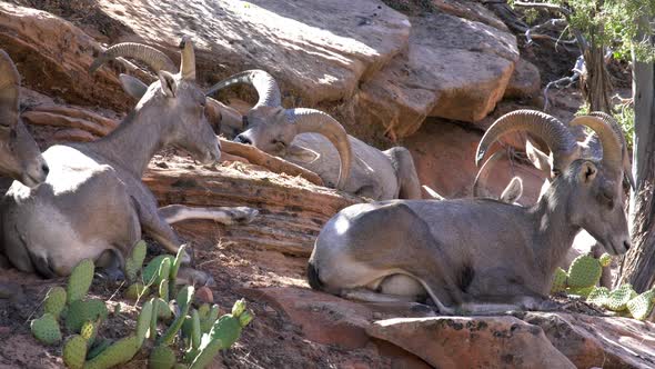Herd of Big Horn Sheep in Zion alt