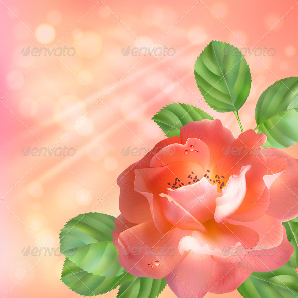 Floral Background with Rose - Flowers & Plants Nature
