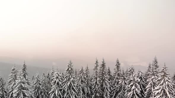 Aerial Drone Flying Above Winter Forest in Mountain Valley at Sunrise 