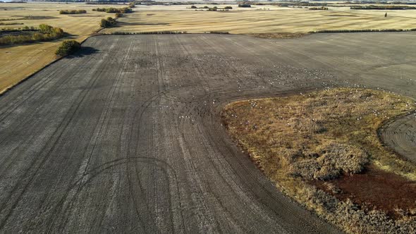 Aerial drone 4K footage of thousands of birds flying in unison over a dry and desert terrain. 4K aer alt