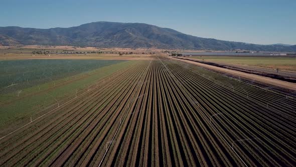 Aerial fly over of farm crop rows with irrigation sprinklers watering plants alt