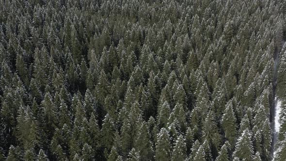 Above the winter pine forest