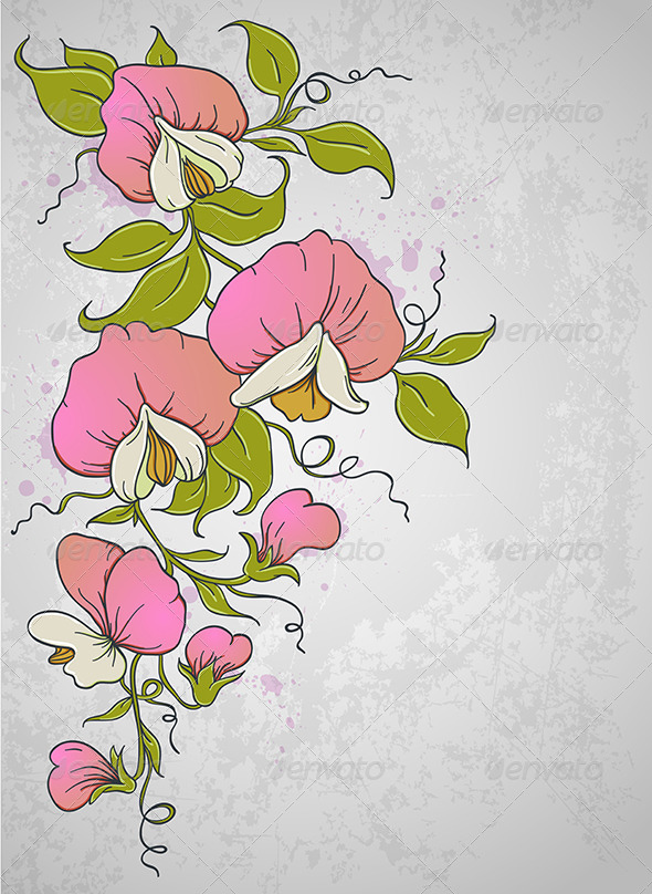 Sweet Pea - Flowers & Plants Nature