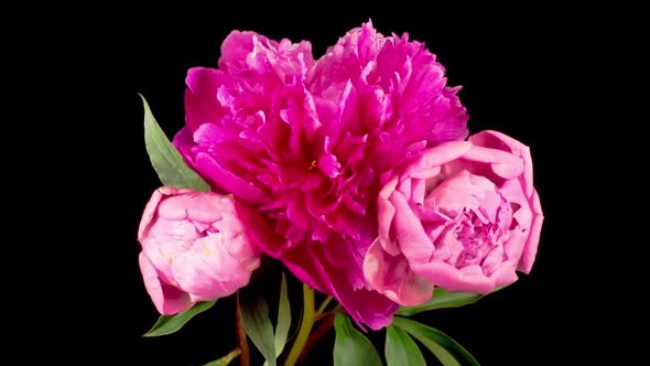 Time Lapse of Opening Three Beautiful Pink Peony Flowers alt